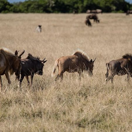 Plettenberg Bay Game Reserve: The Baroness Safari Lodge Экстерьер фото