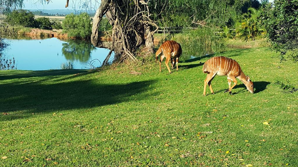 Plettenberg Bay Game Reserve: The Baroness Safari Lodge Экстерьер фото