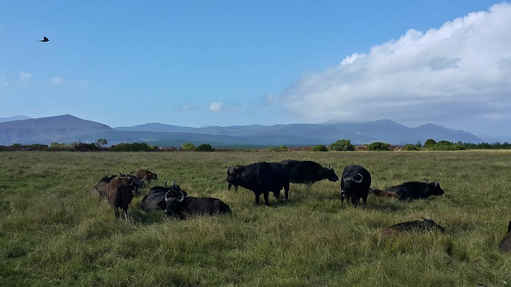 Plettenberg Bay Game Reserve: The Baroness Safari Lodge Экстерьер фото