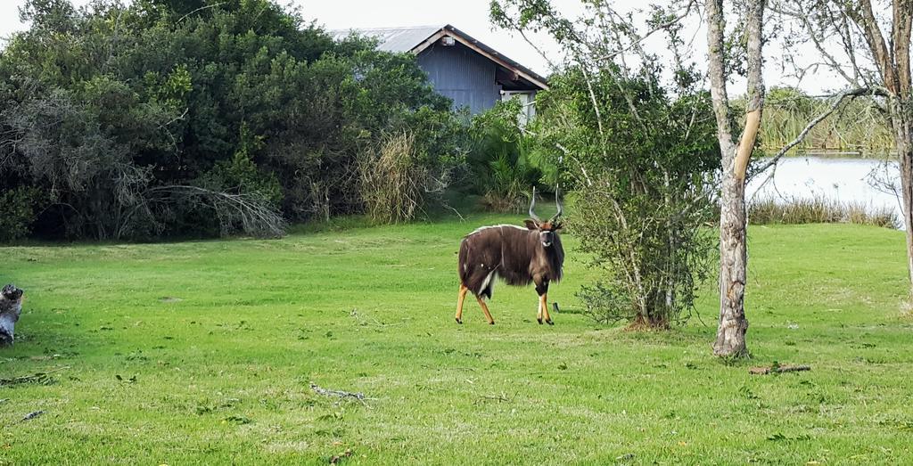 Plettenberg Bay Game Reserve: The Baroness Safari Lodge Экстерьер фото