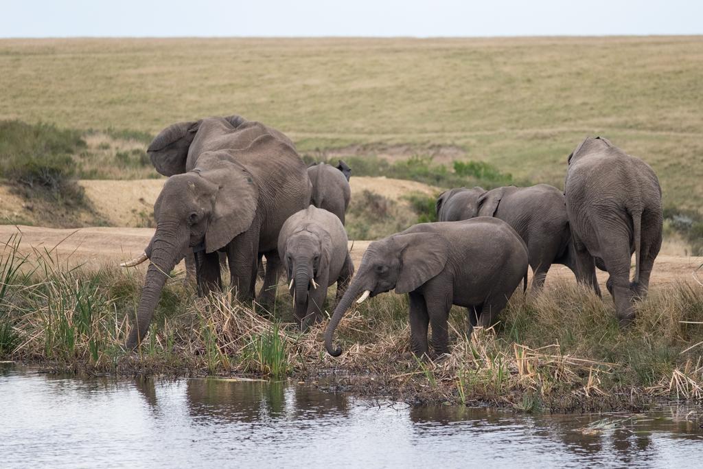 Plettenberg Bay Game Reserve: The Baroness Safari Lodge Экстерьер фото