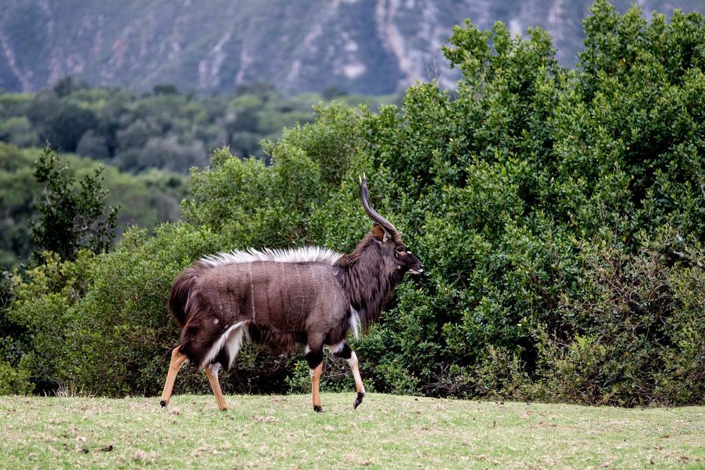 Plettenberg Bay Game Reserve: The Baroness Safari Lodge Экстерьер фото